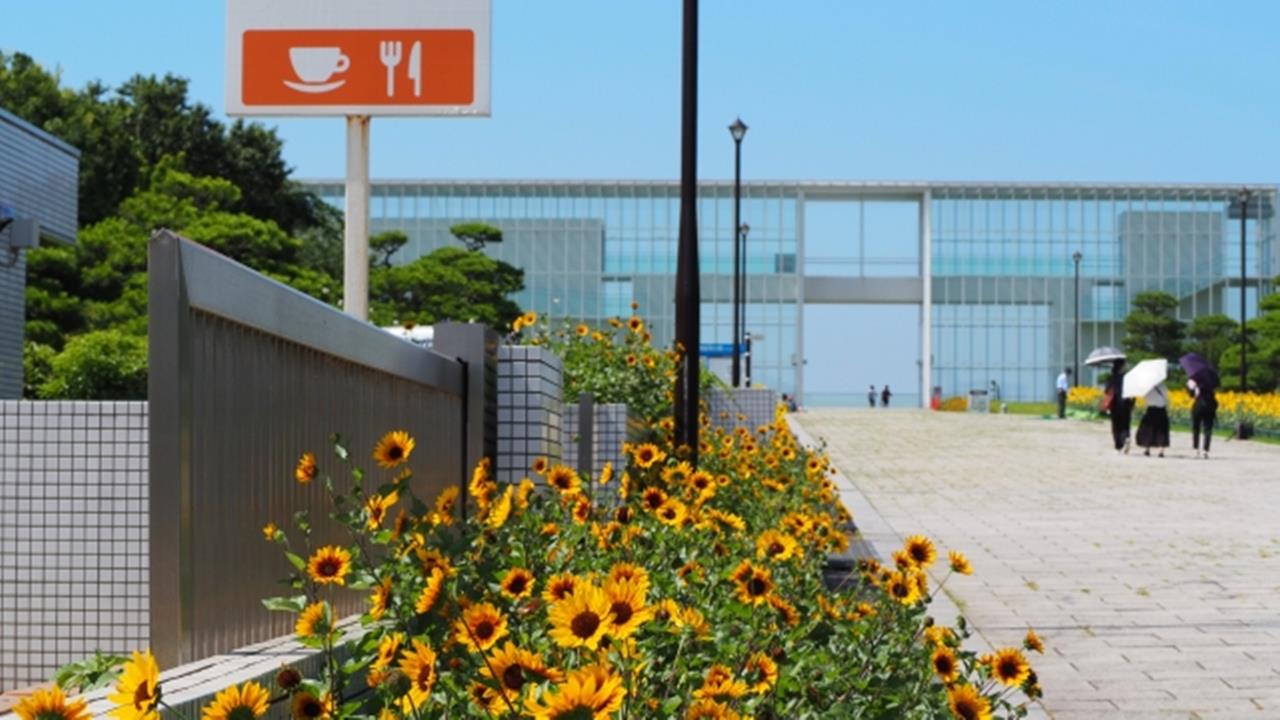 葛西臨海公園 ひまわり