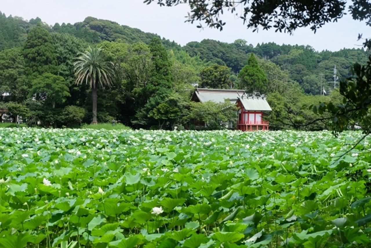 湖水ヶ池 ハス