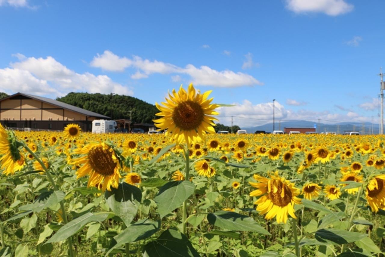 みなみの里 ひまわり