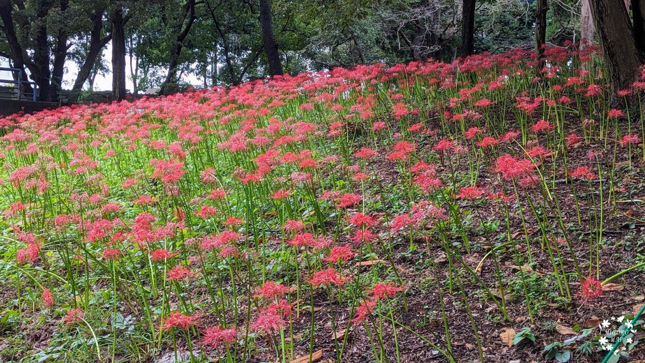 村上緑地公園 彼岸花