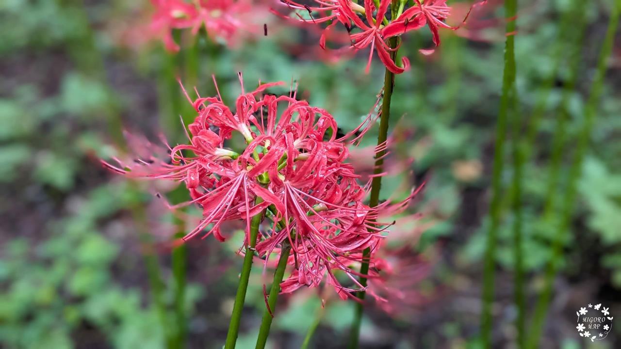 村上緑地公園 彼岸花