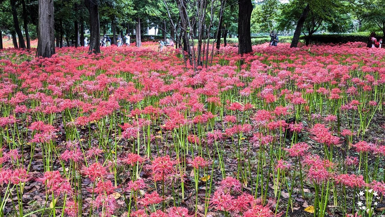 村上緑地公園 彼岸花