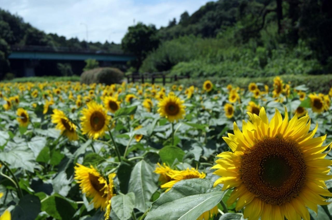 追分市民の森 ひまわり