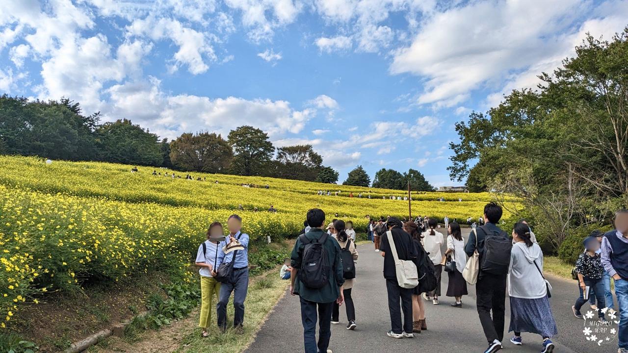 国営昭和記念公園のコスモス