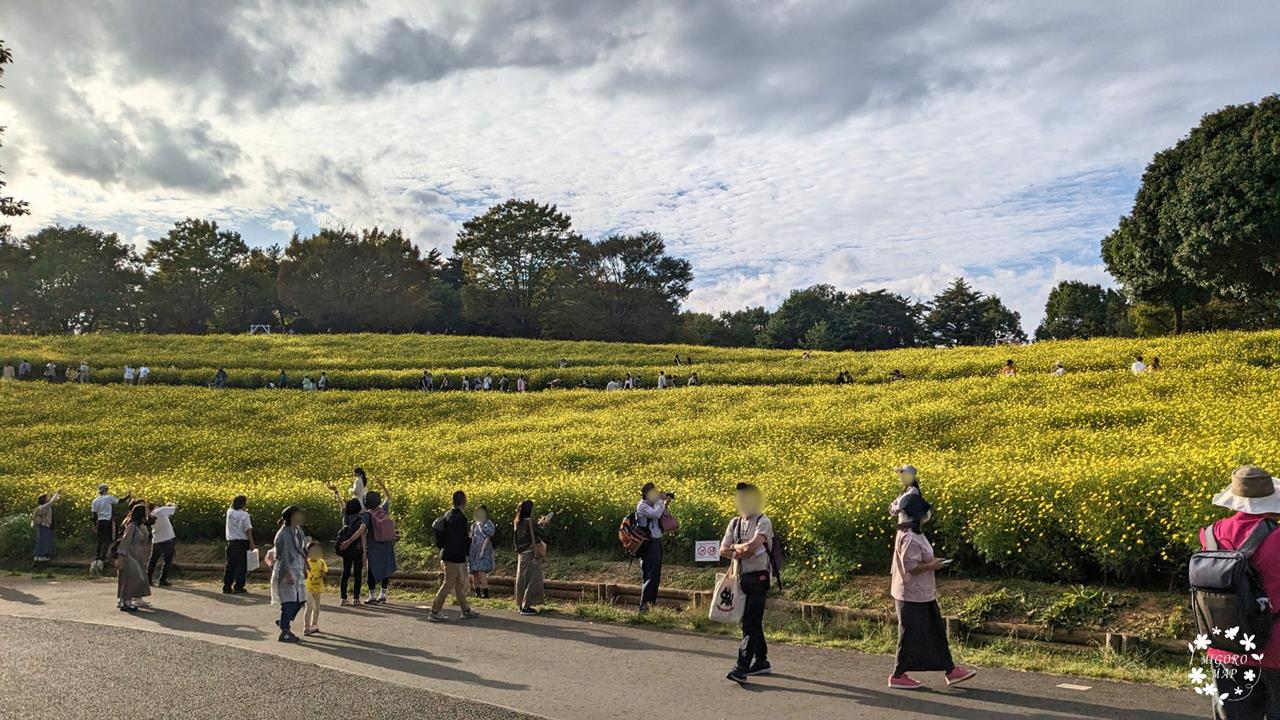 国営昭和記念公園のコスモス