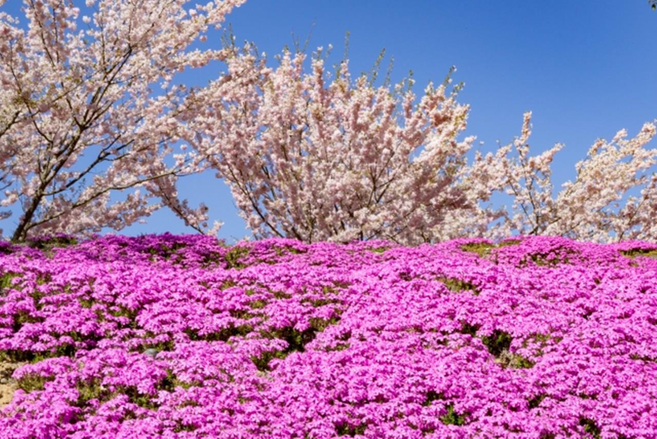 立谷川 芝桜