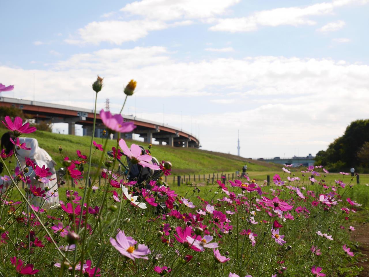 都市農業公園のコスモス