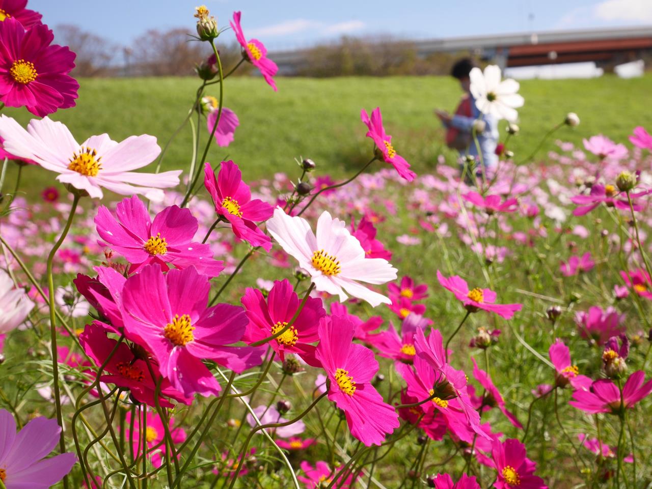 都市農業公園のコスモス