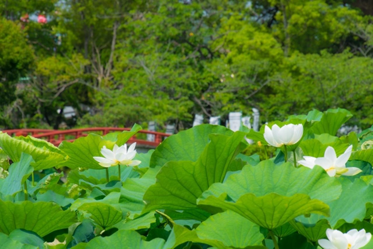 鶴岡八幡宮 ハス