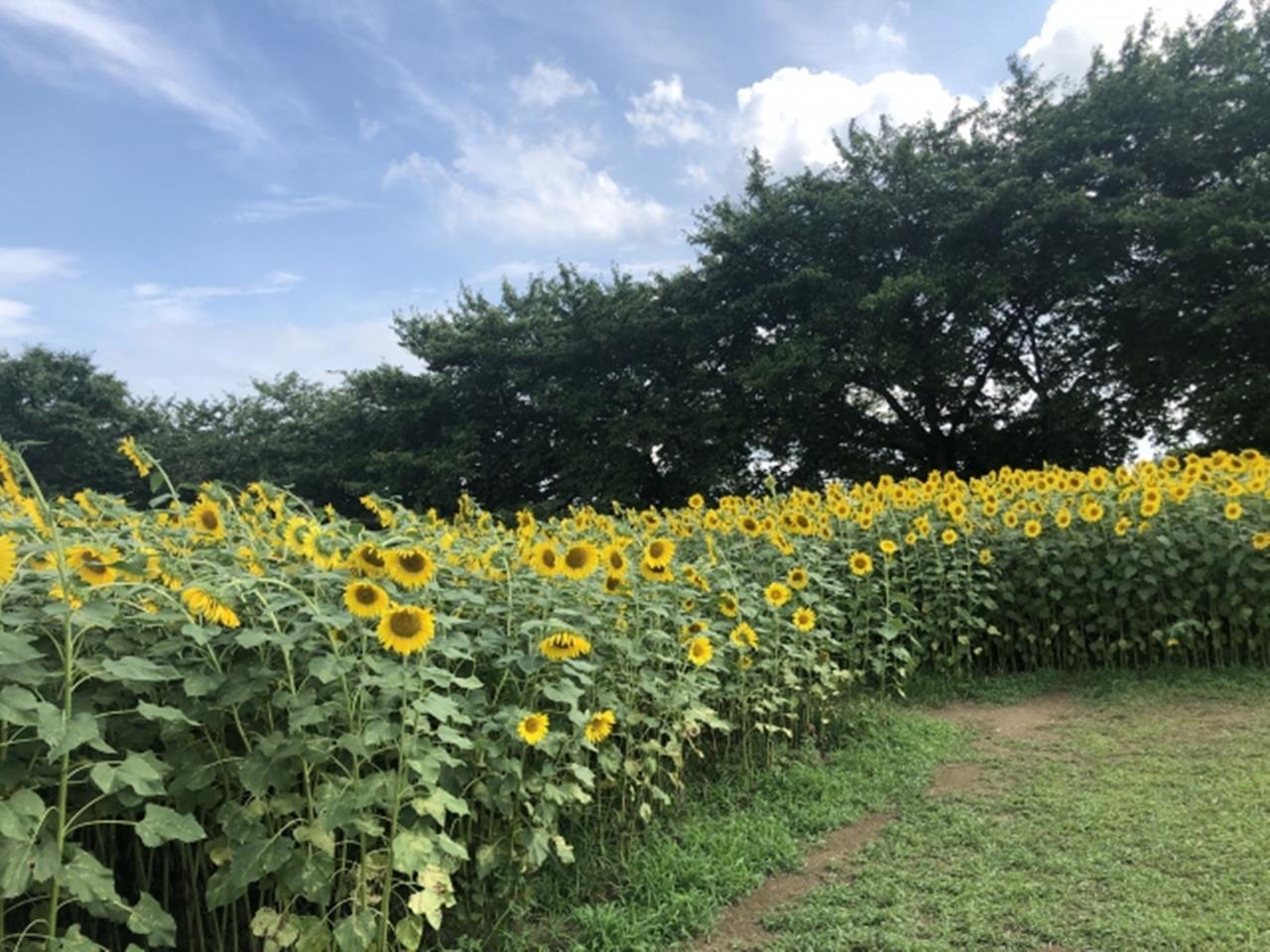 牛島古川公園（第2期）のひまわり