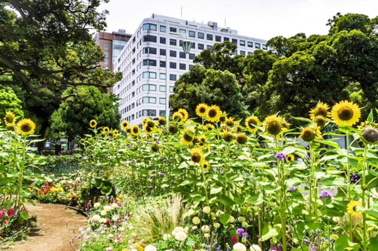 山下公園 ひまわり