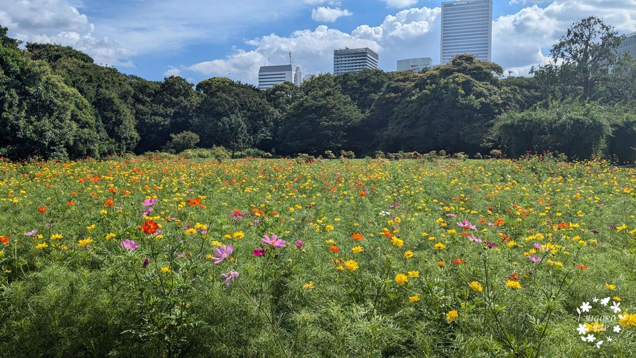 浜離宮恩賜庭園のコスモス