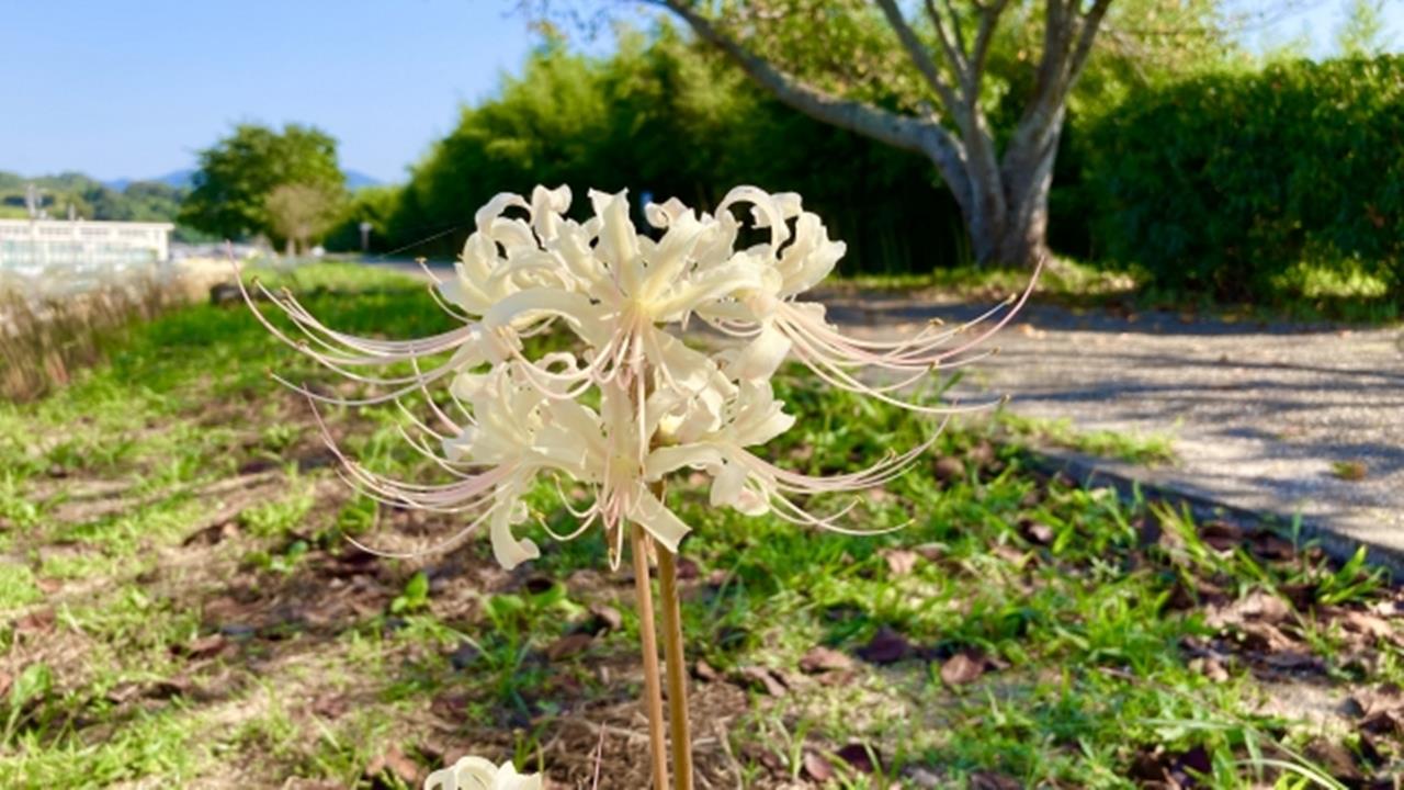 彦五郎公園 彼岸花