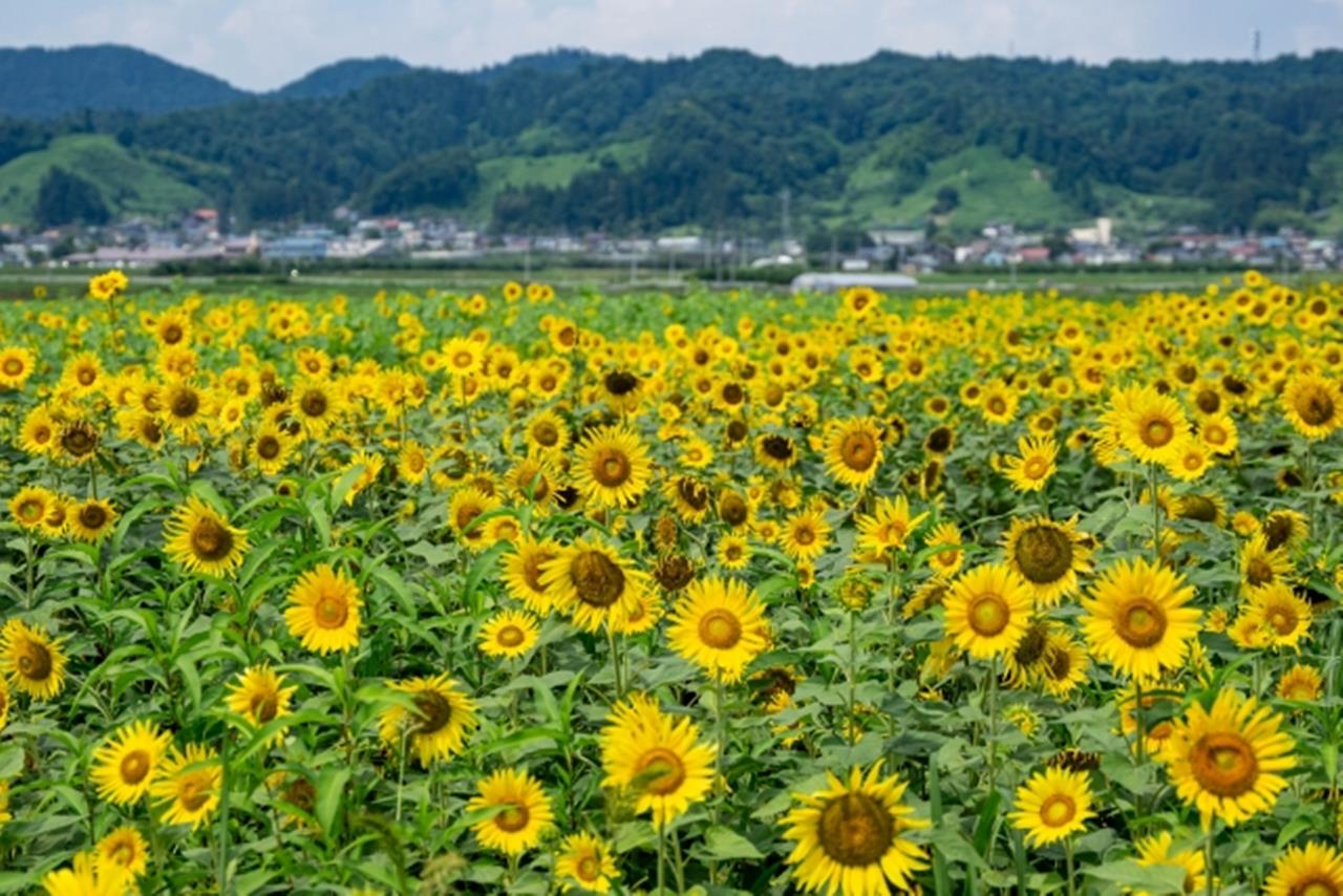 中山町 ひまわり