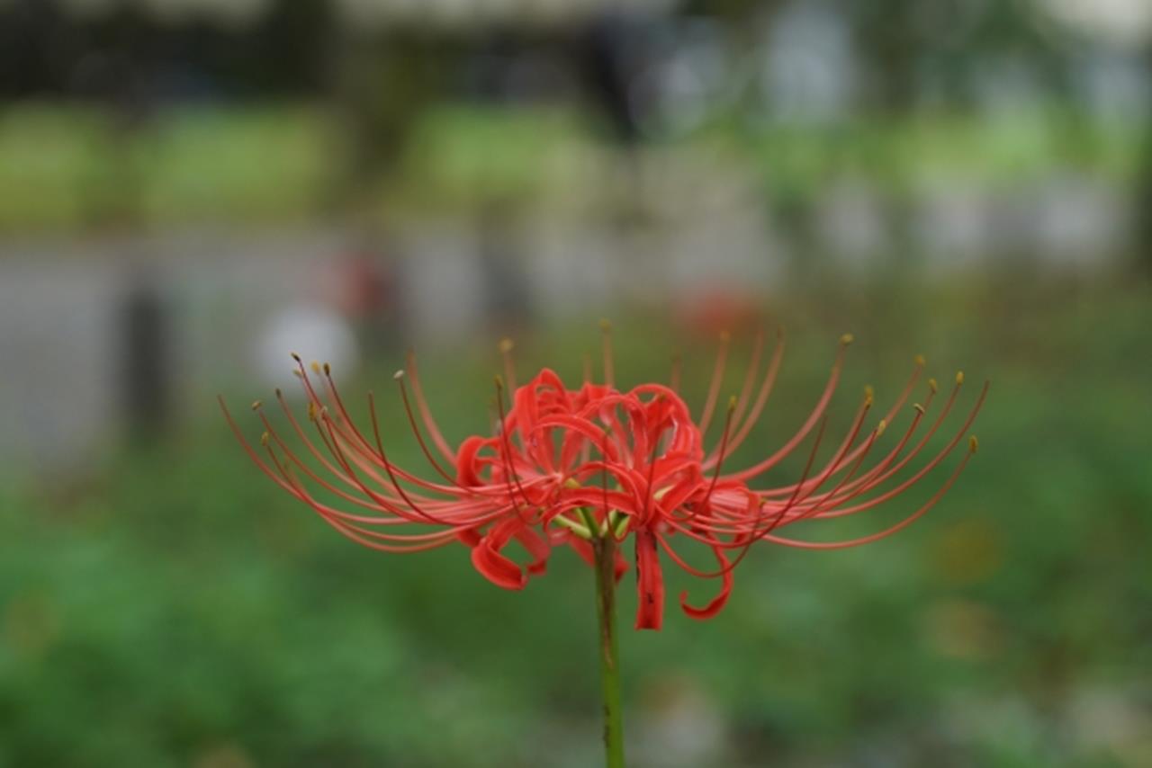 平野神社 彼岸花