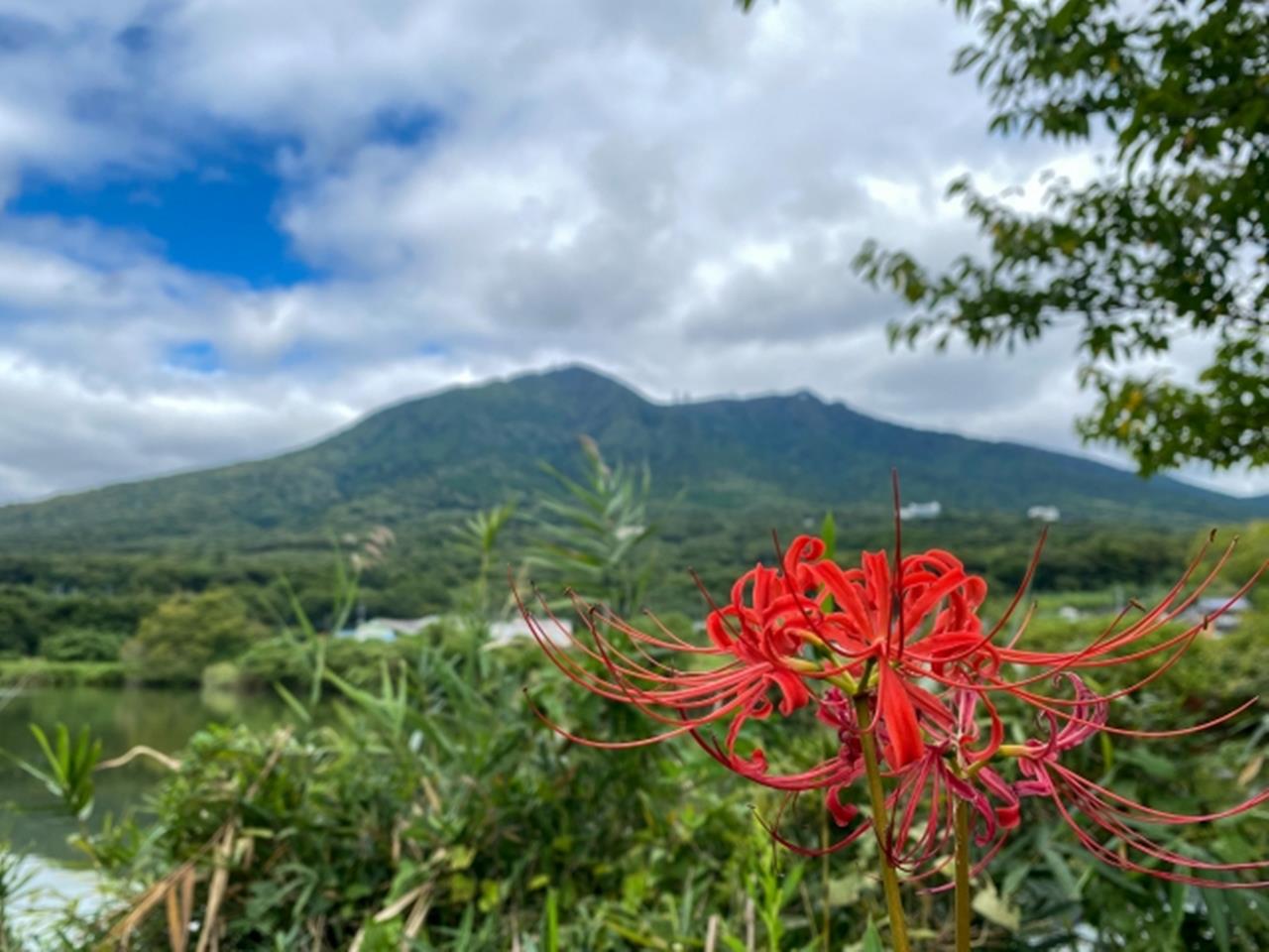 燧ヶ池 彼岸花