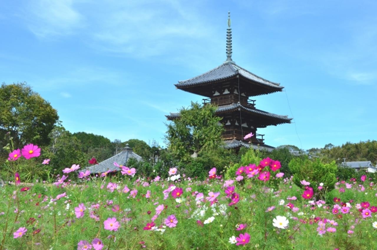 法起寺 コスモス