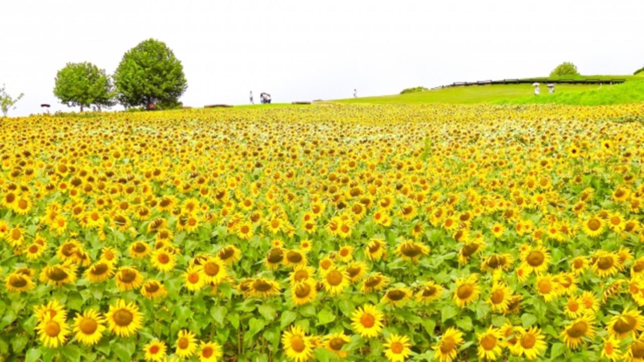 あわじ花さじき ひまわり