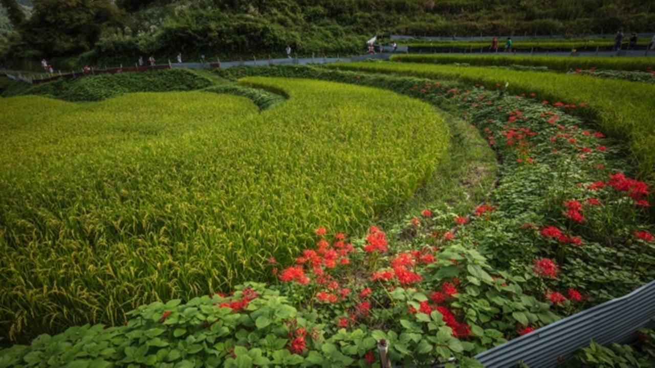 稲渕の棚田 彼岸花