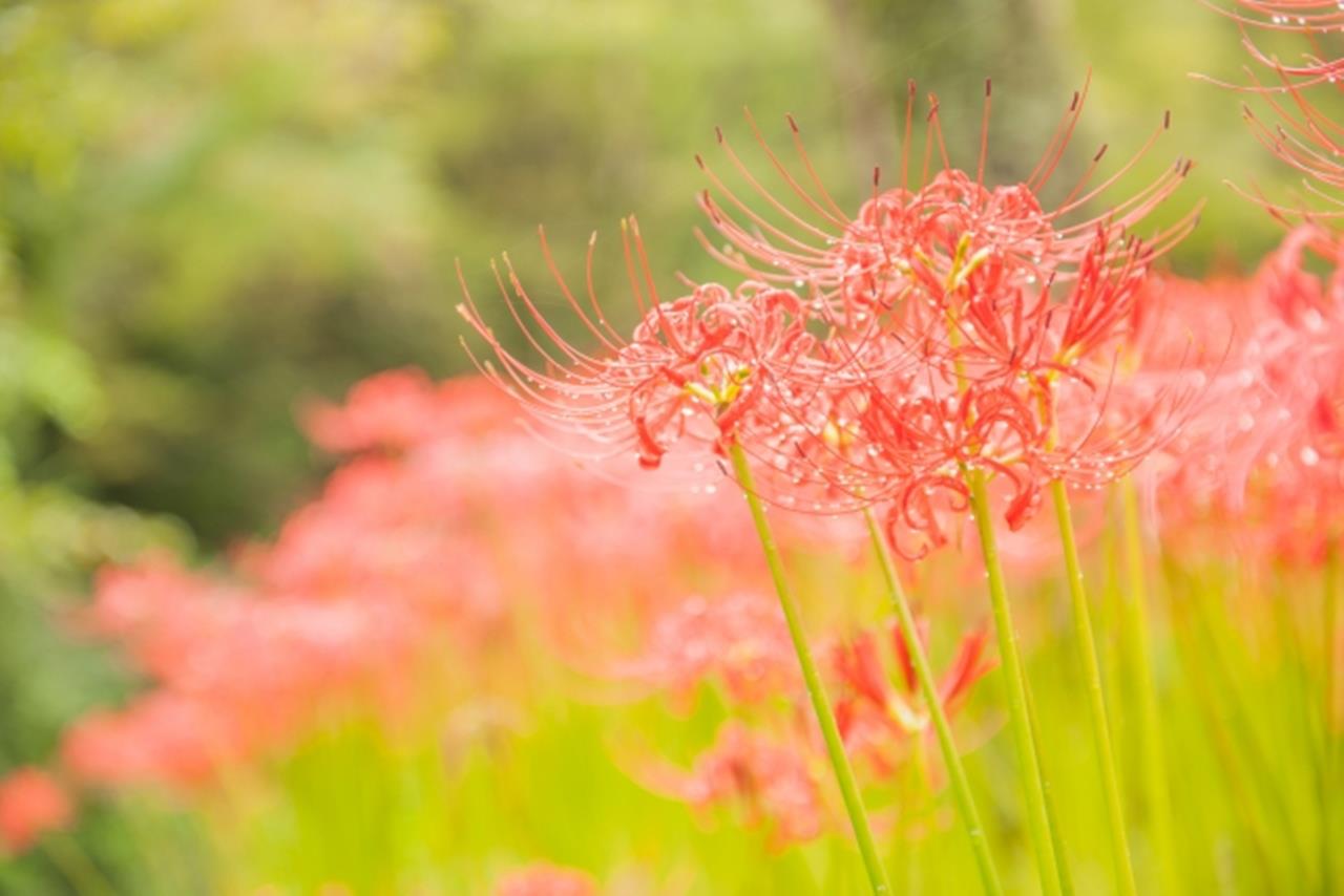 窪野 彼岸花