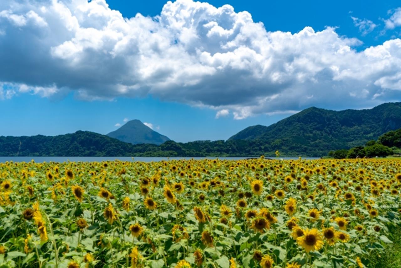 池田湖 ひまわり