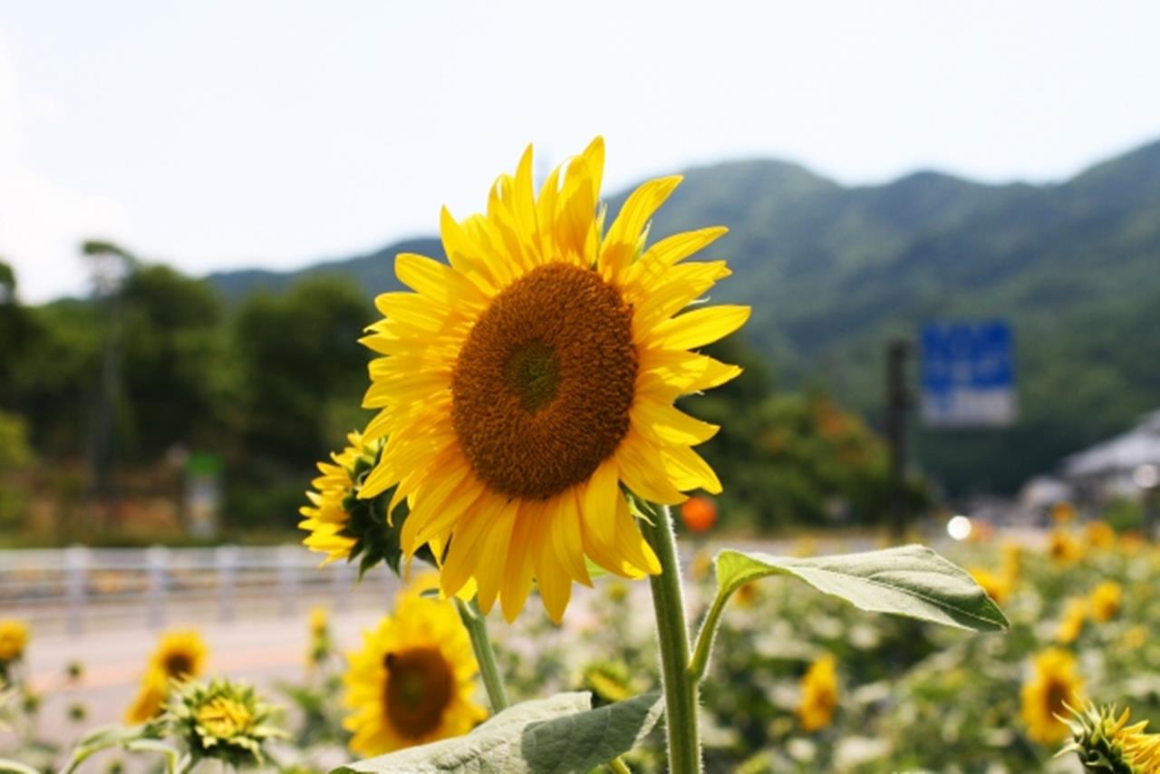 信州平谷 ひまわり