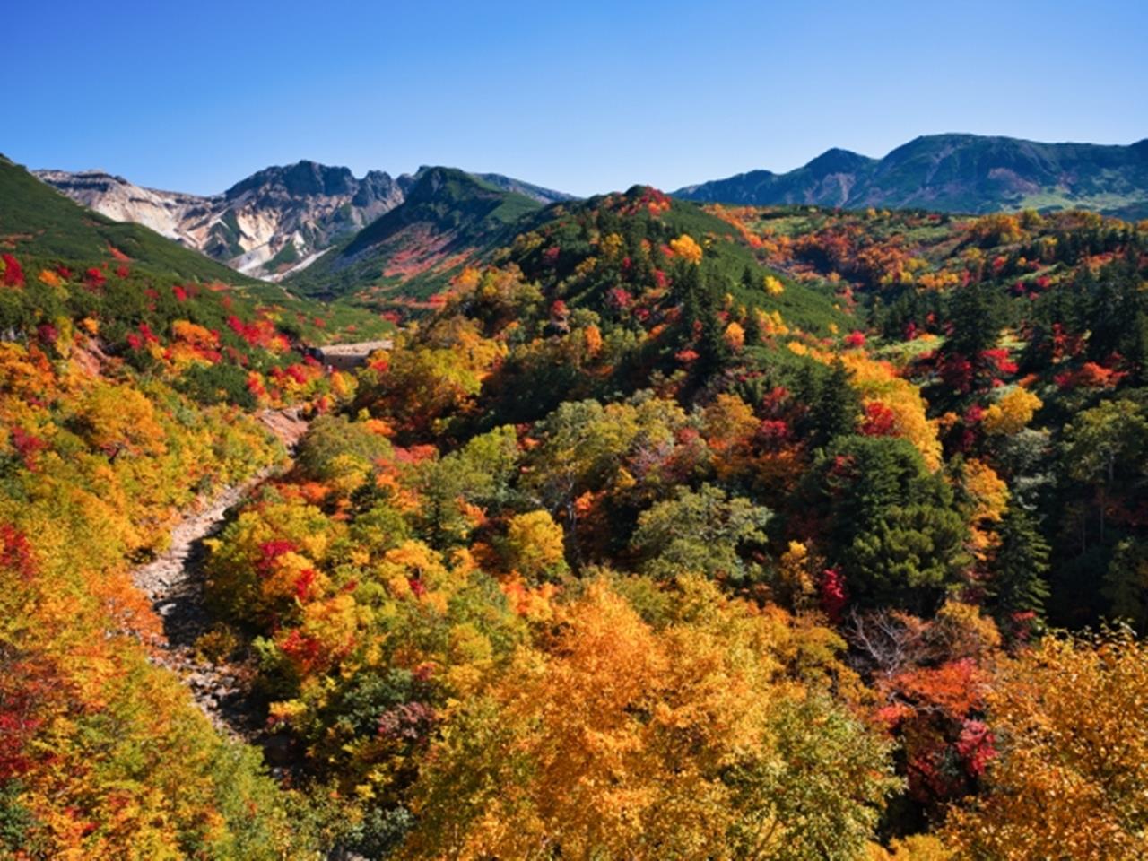 十勝岳 紅葉