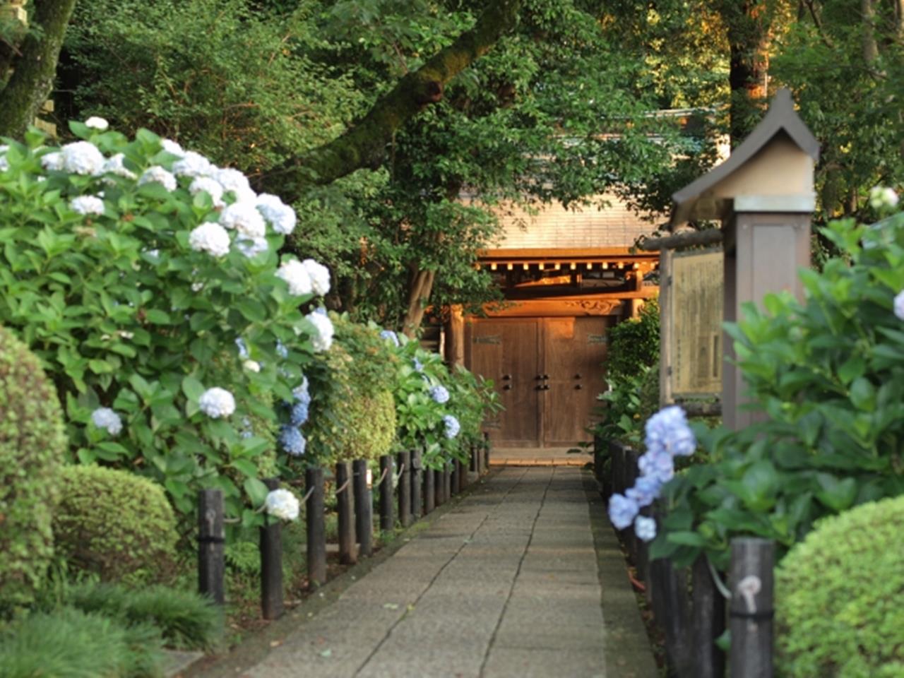 妙楽寺（神奈川県川崎市）のアジサイ