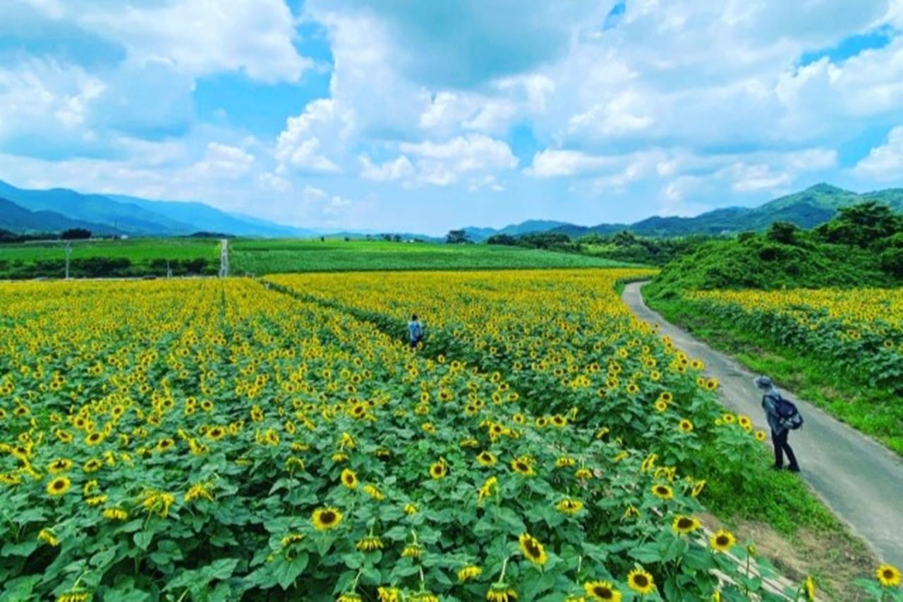 中山ひまわり団地