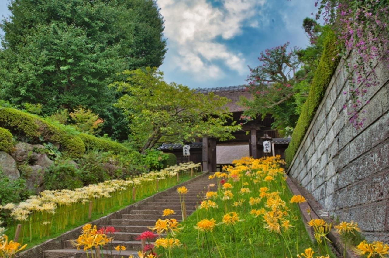 西方寺 彼岸花