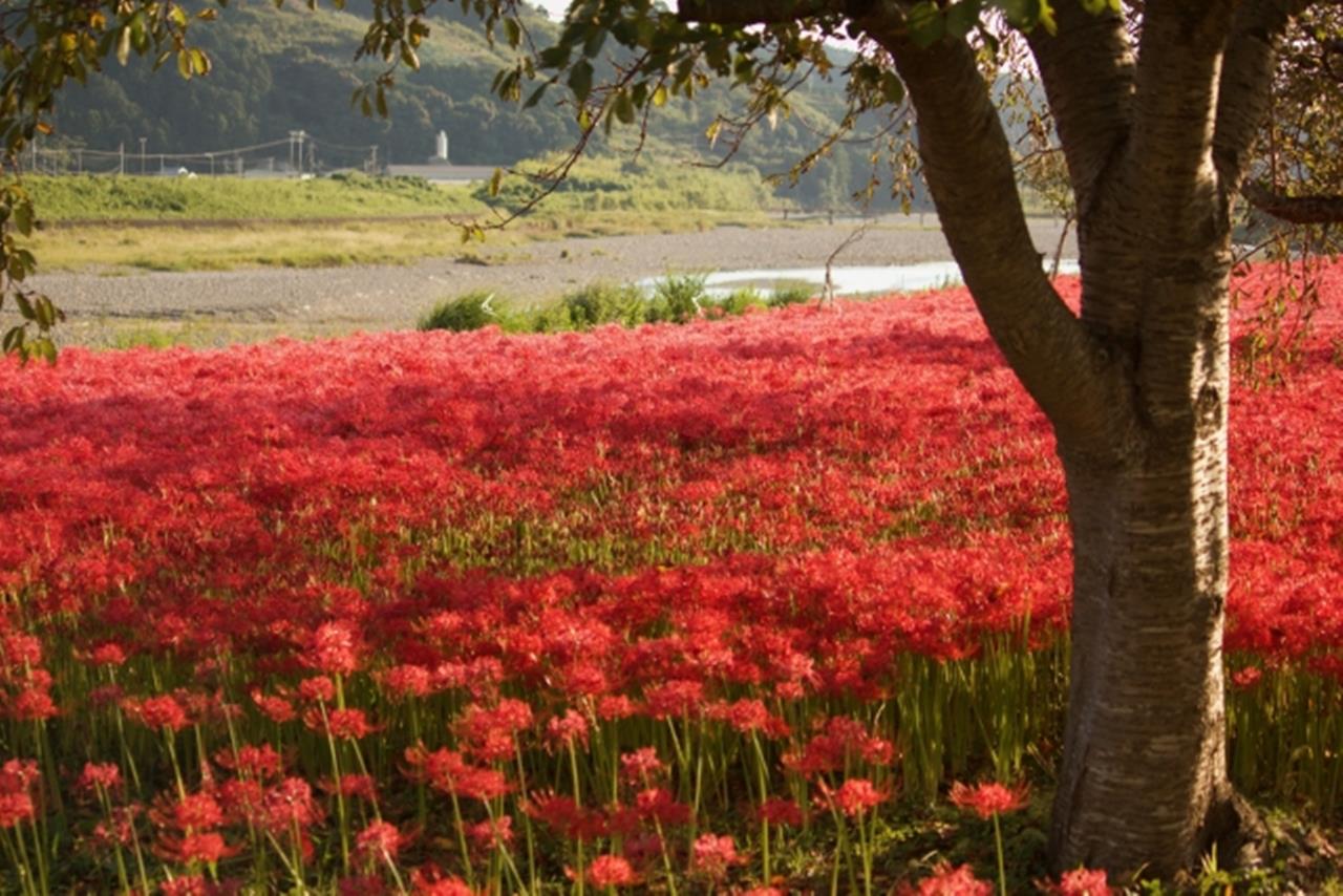 水垢離場 彼岸花