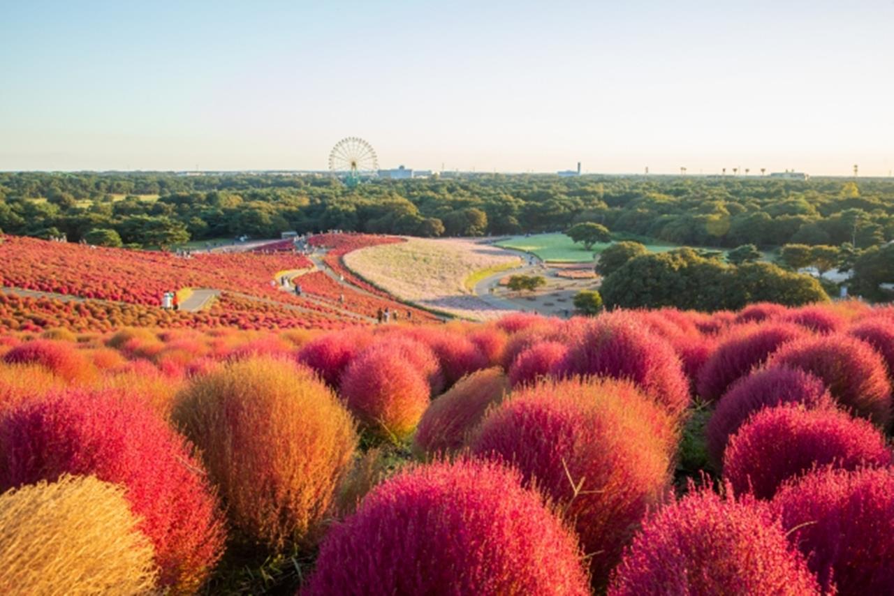 国営ひたち海浜公園のコキア