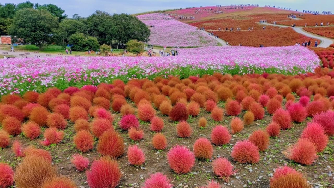 国営ひたち海浜公園のコキア