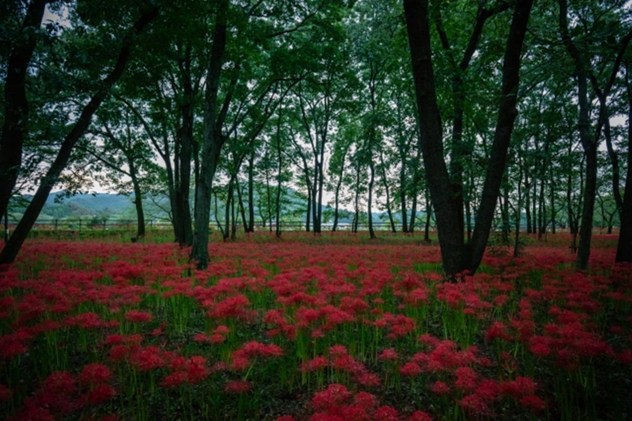 巾着田の彼岸花