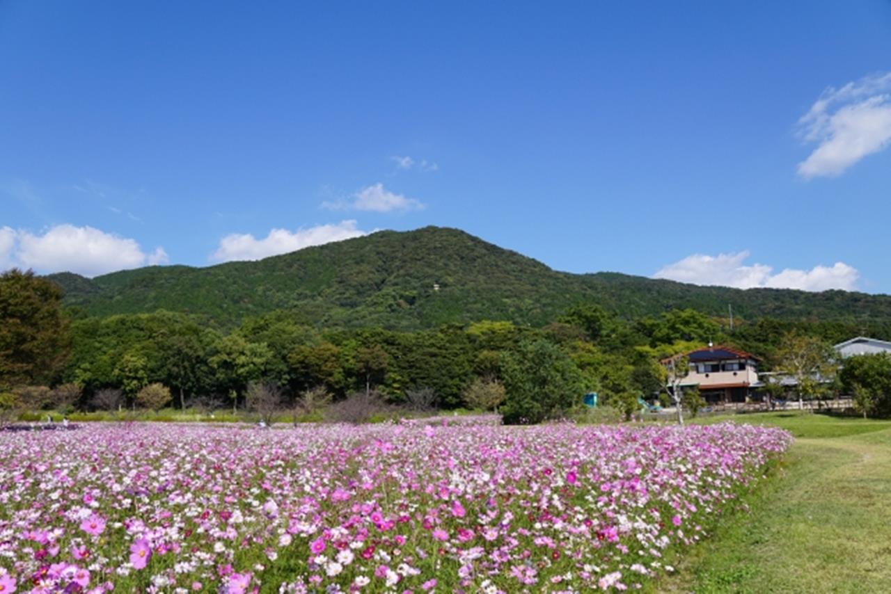 金立公園 コスモス