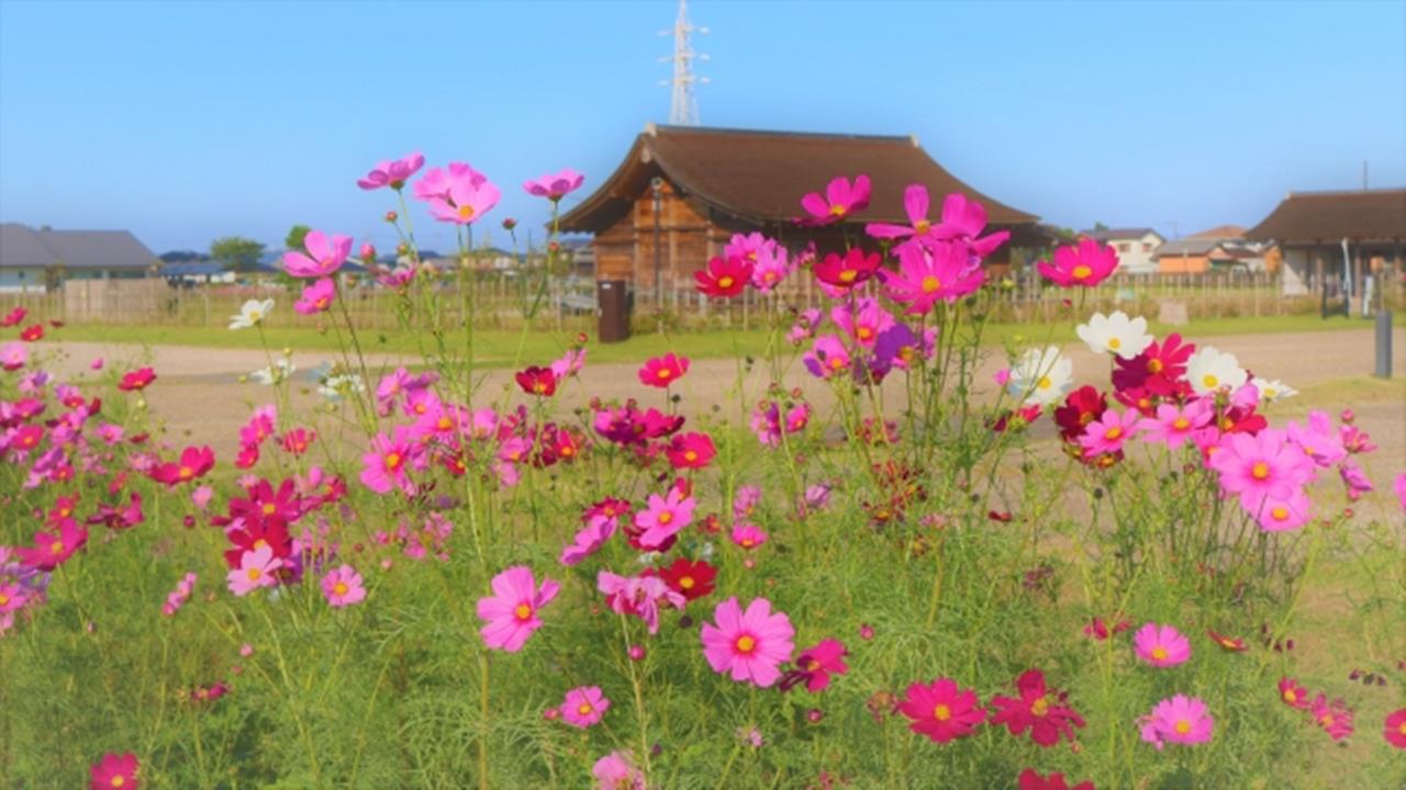 斎宮のコスモス