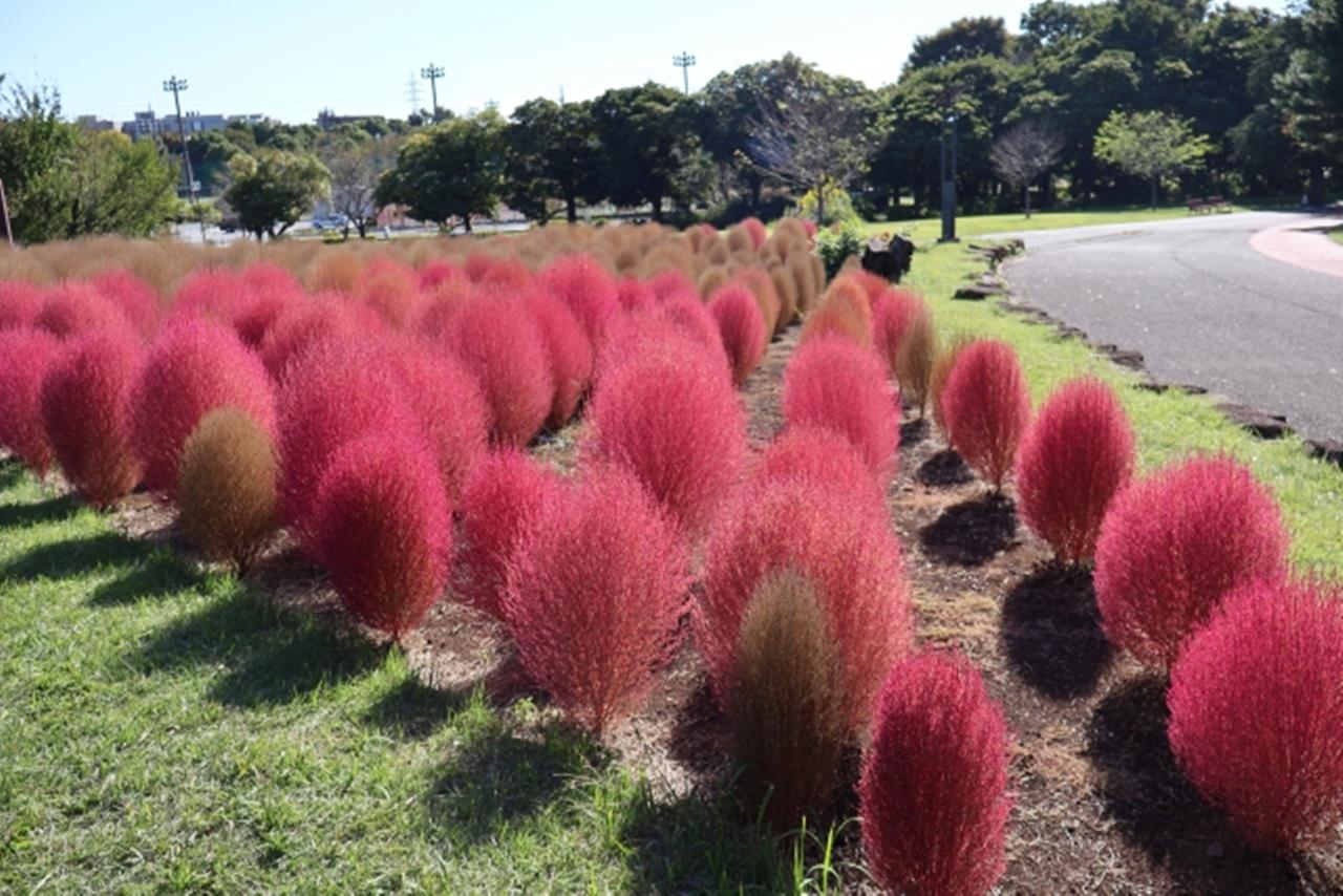 和光樹林公園 コキア