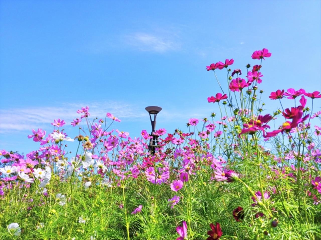 しまね花の郷 コスモス