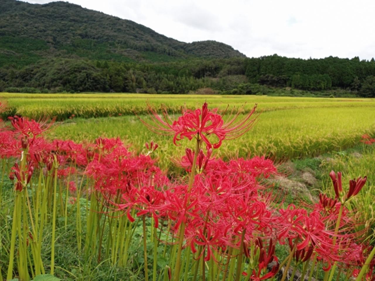 田染荘 彼岸花