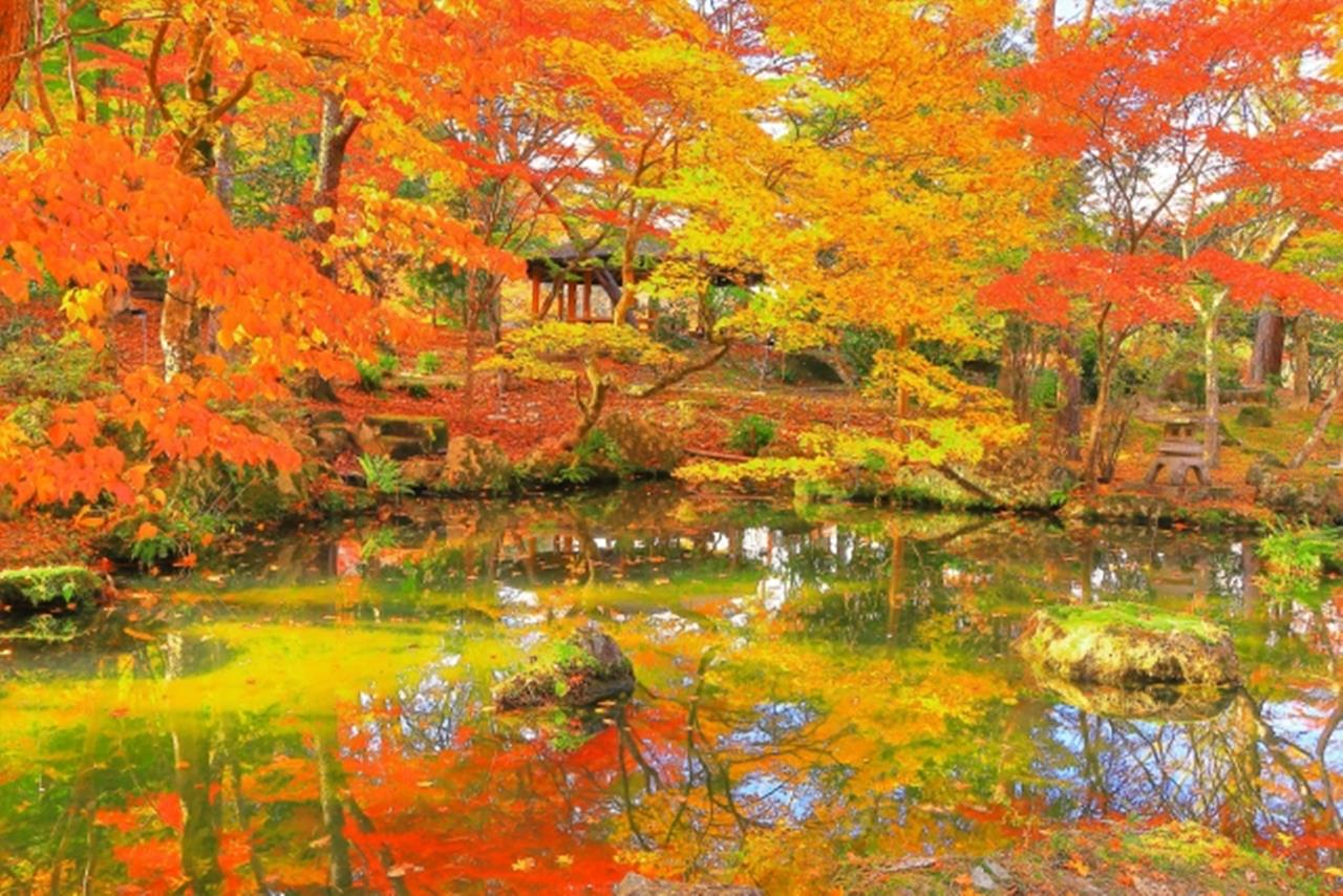 天守閣自然公園 紅葉