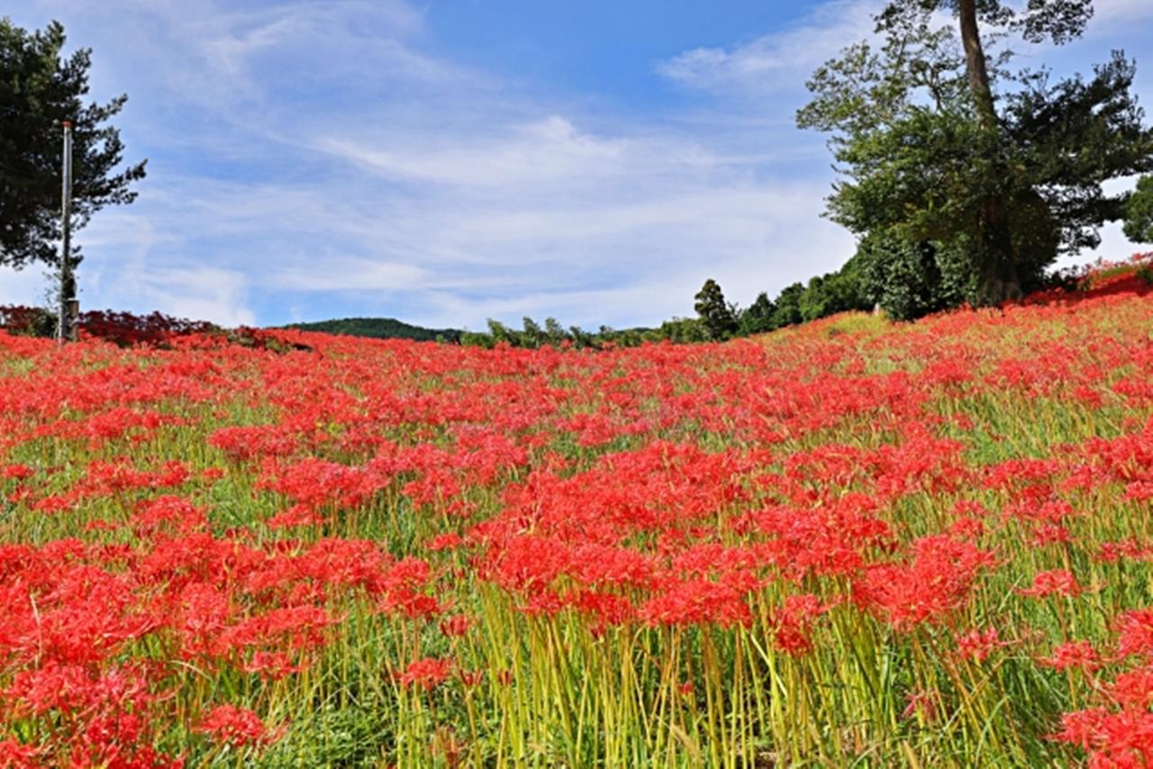 社が丘花園 彼岸花