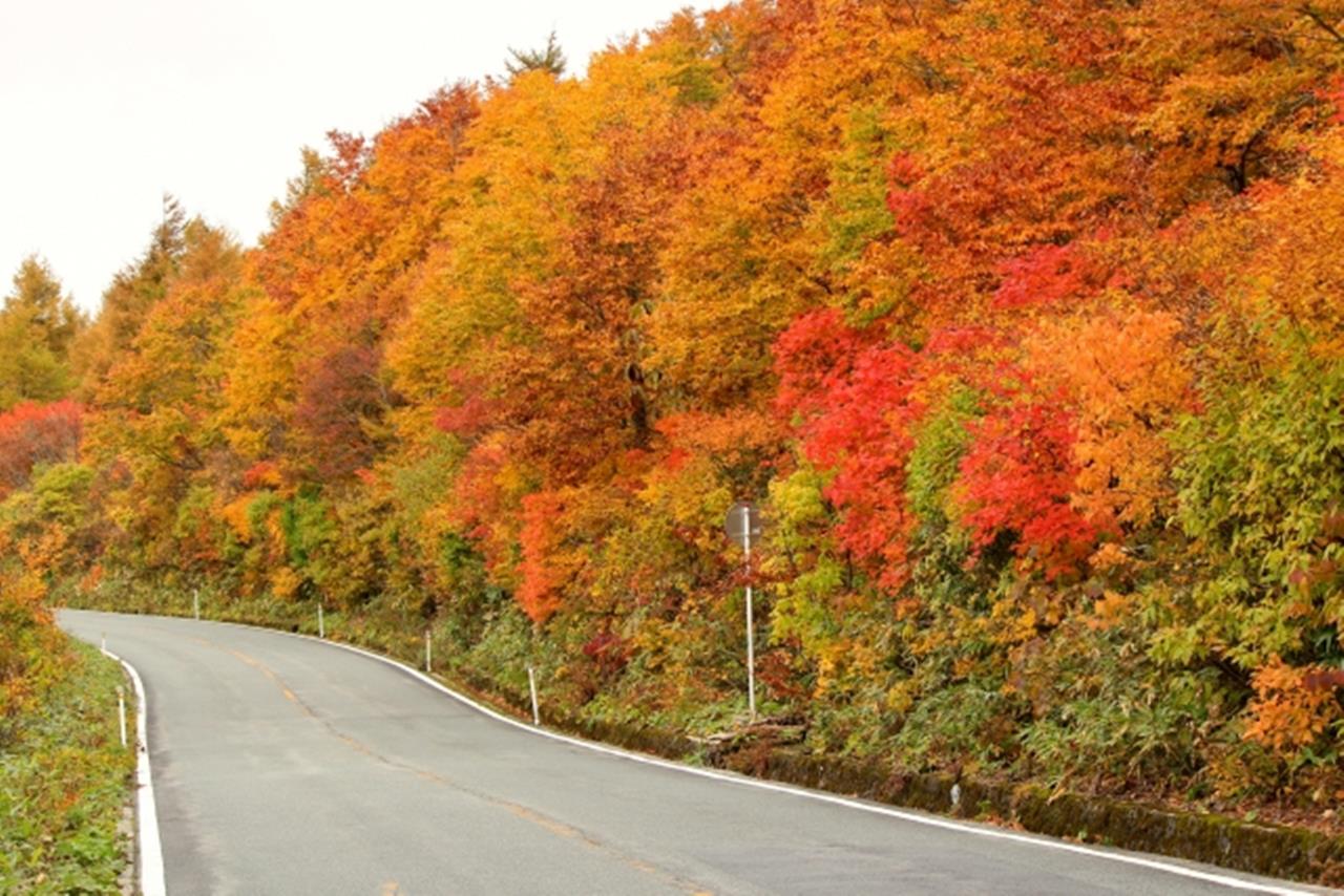 蔵王エコーライン 紅葉