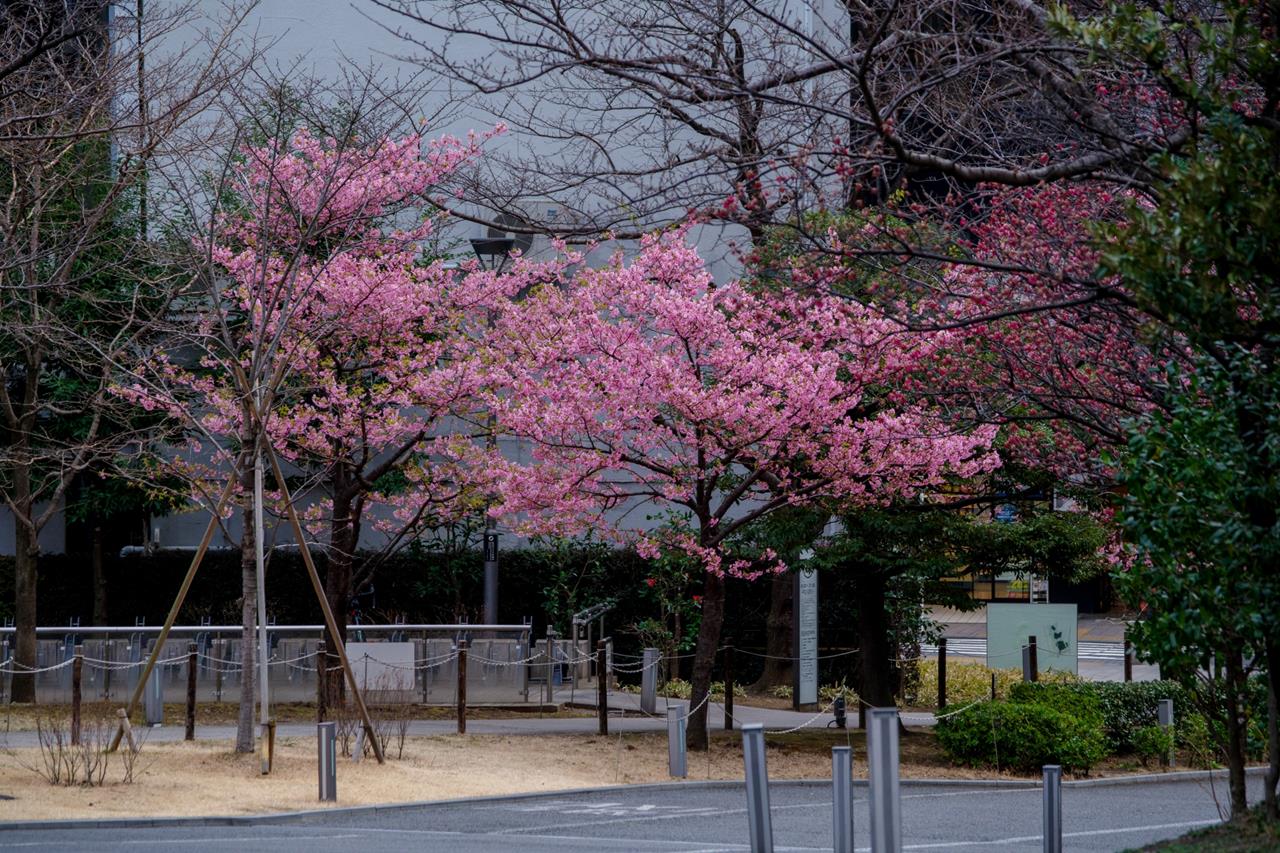 赤坂サカスの河津桜・寒緋桜