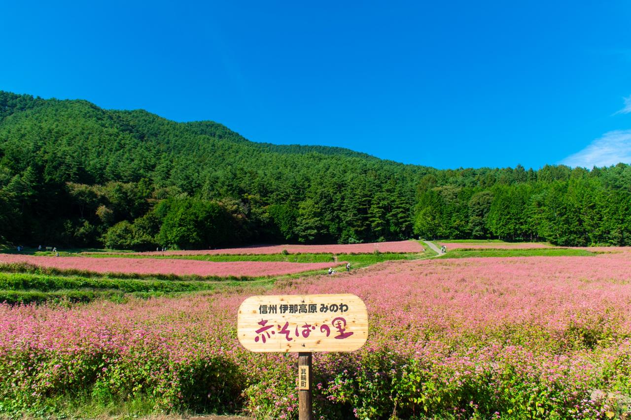 赤そばの里（長野県箕輪町）