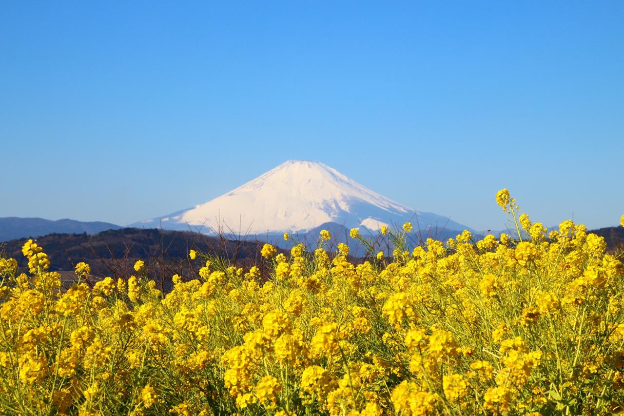 吾妻山 菜の花