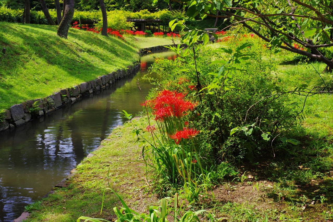 小石川後楽園 彼岸花