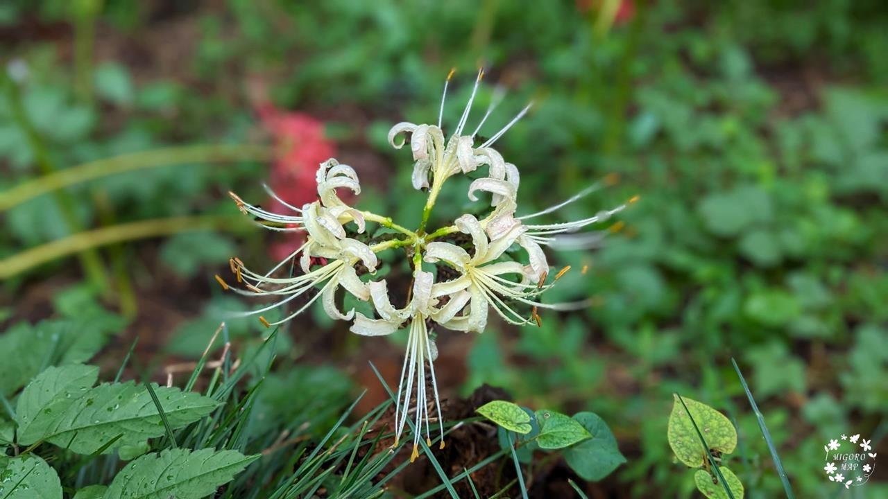 村上緑地公園 彼岸花