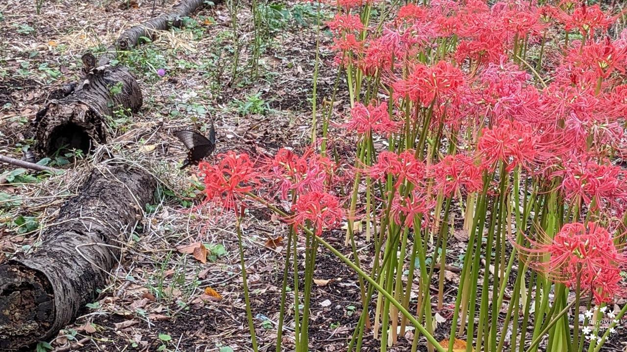 村上緑地公園 彼岸花