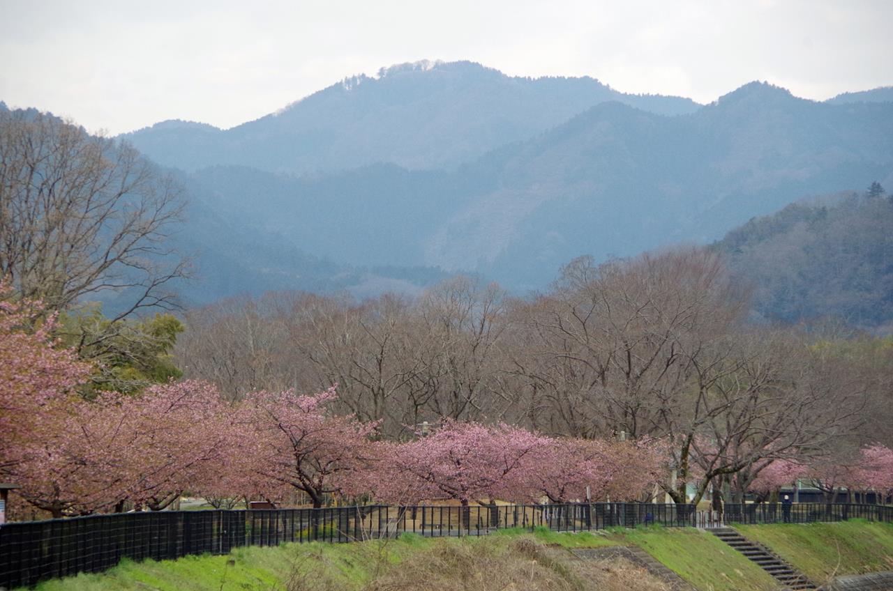 小田野中央公園の河津桜