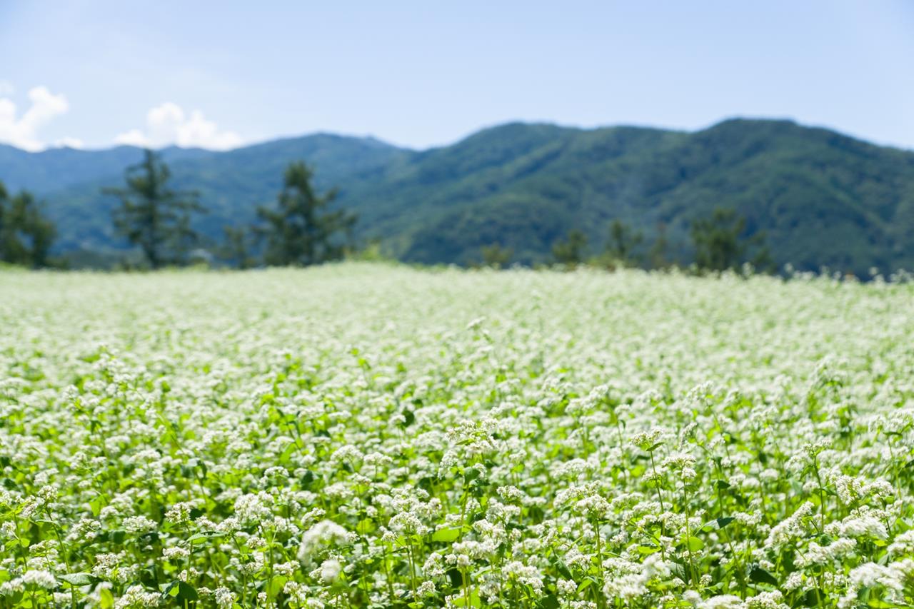 そばの花